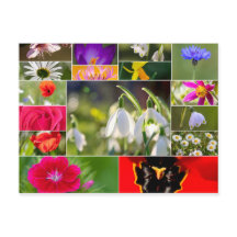 Belas flores para sentimentos de primavera e verão