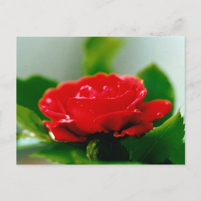 Cartão Postal Belas gotas de orvalho na Rosa Vermelha (Frente)