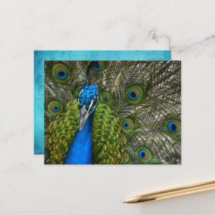 Cartão Postal Belas Penas de Pavão   