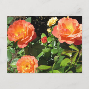 Cartão Postal Belas Rosas Coral