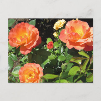 Cartão Postal Belas Rosas Coral