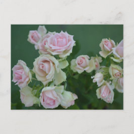 Cartão Postal Belas rosas de jardim rosa claro