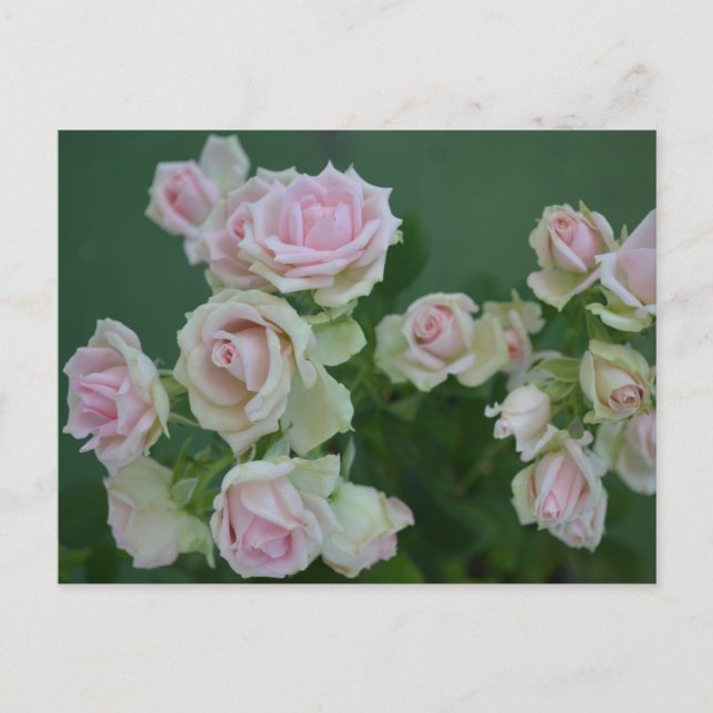 Cartão Postal Belas rosas de jardim rosa claro (Frente)