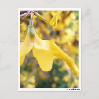 Cartão postal - Belbe flor