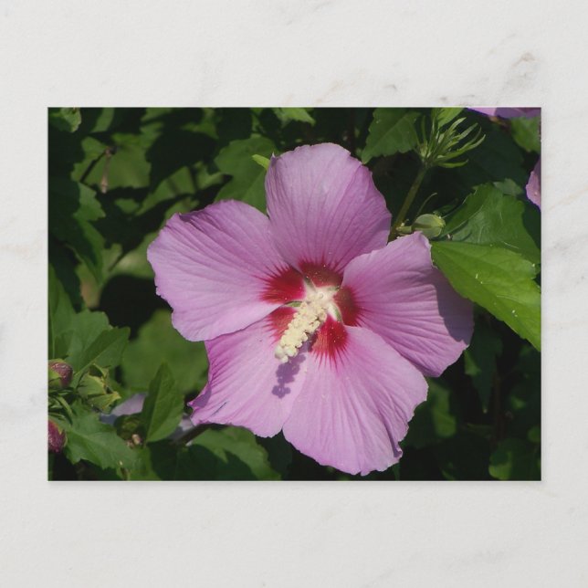 Cartão Postal Beleza a rosa (Frente)