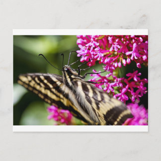 Cartão Postal Beleza da Natureza