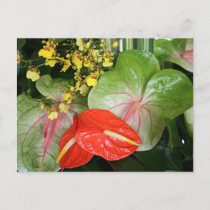 Cartão Postal Beleza de Anthurium!