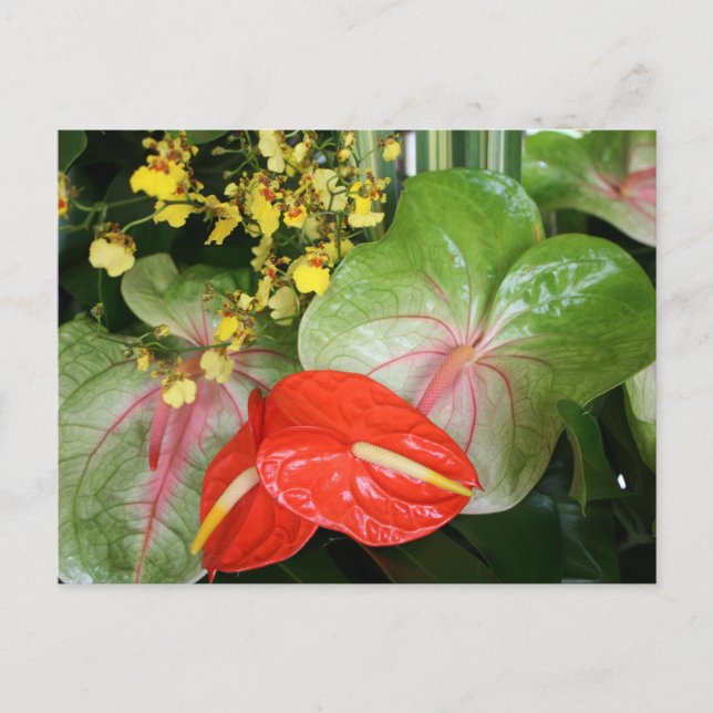 Cartão Postal Beleza de Anthurium! (Frente)