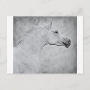 Cartão Postal Beleza do eterno