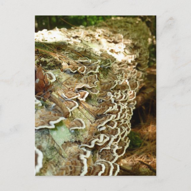 Cartão Postal Beleza em Pequenas Coisas (Frente)