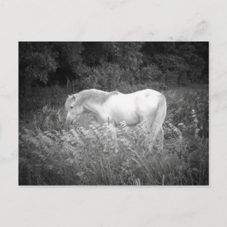 Cartão Postal Beleza em preto e branco