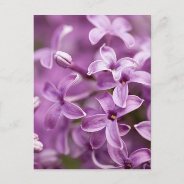 Cartão Postal Beleza na natureza - Purple Lilac (Frente)