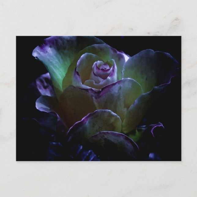 Cartão Postal Beleza no Bloom (Frente)