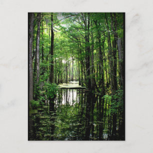 Cartão Postal Beleza no pântano