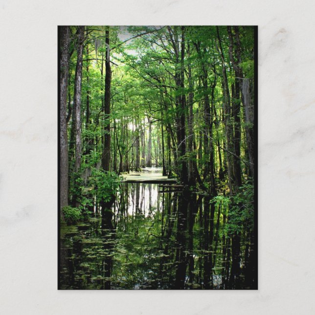 Cartão Postal Beleza no pântano (Frente)