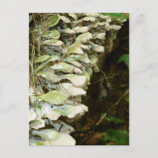 Cartão Postal Beleza nos Bosques