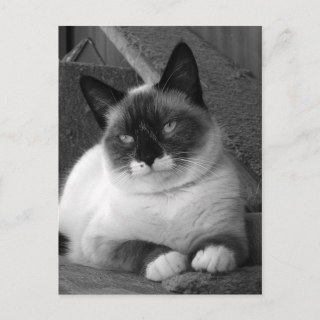 Cartão Postal Beleza (preto e branco) (Frente)