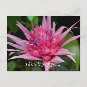 Cartão Postal Beleza Rosa