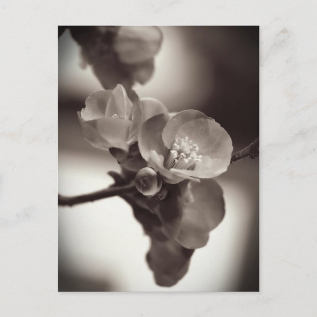 Cartão Postal Beleza Silenciosa (Frente)