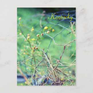 Cartão Postal Beleza Simples por Jersey Fawn