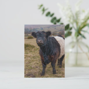 Cartão Postal Belga Galloway Sentindo Orgulho em Dartmoor Farmla