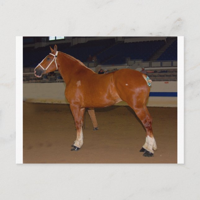 Cartão Postal Belga no show ring (Frente)