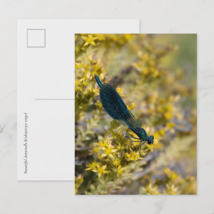 Cartão Postal Belíssima donzela (Calopteryx virgo) Donzela