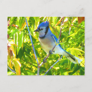 Cartão Postal Belíssimo Gaio-Azul em Maple Quebec Canadá
