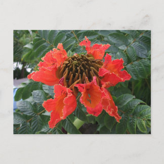 Cartão Postal Belize Flor