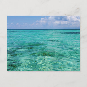 Cartão Postal Belize, Stann Creek, Gaivota-de-água