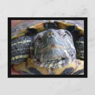 Cartão Postal Belka feche