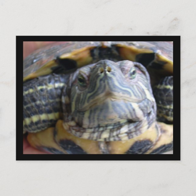 Cartão Postal Belka feche (Frente)