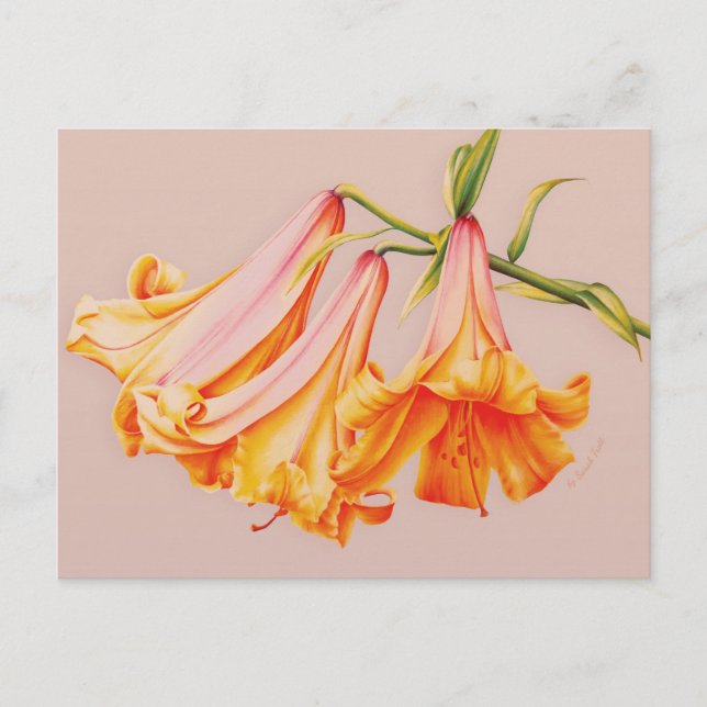Cartão Postal Bell lily fine art de Sarah Trett (Frente)