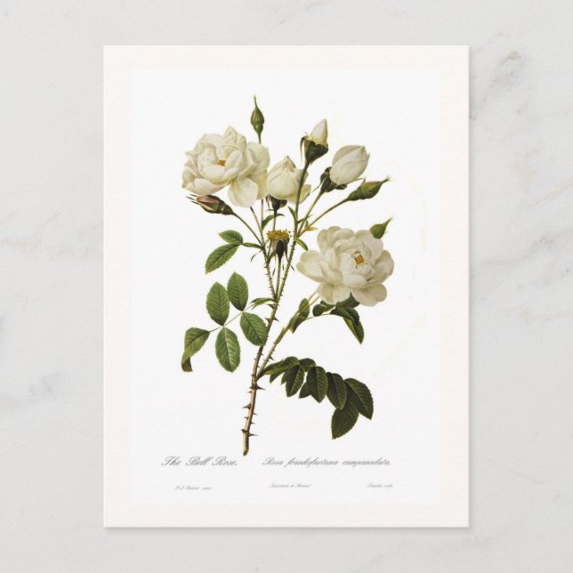 Cartão Postal Bell rosa (Frente)