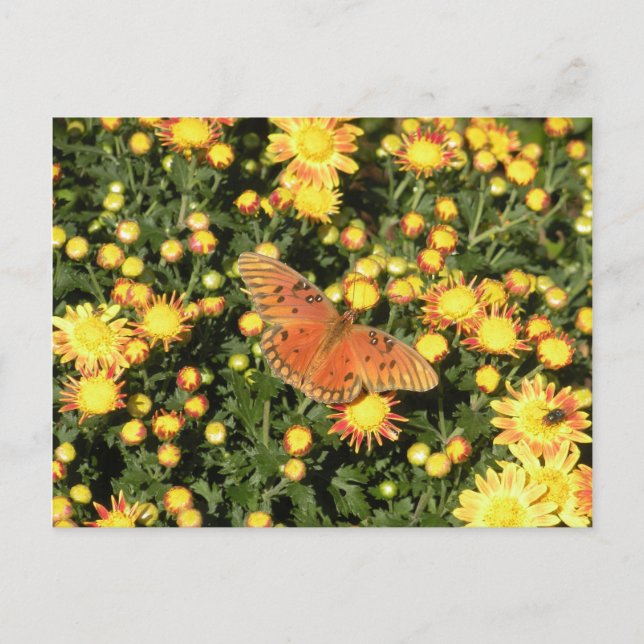 Cartão Postal Bellingrath Butterfly (Frente)