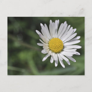 Cartão Postal Bellis perennis