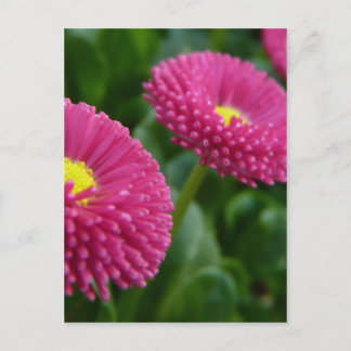 Cartão Postal Bellis perennis Pomponette English Daisies