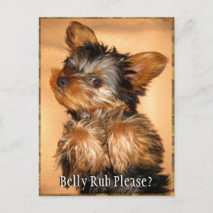 Cartão Postal Belly Rub para um Yorkie?