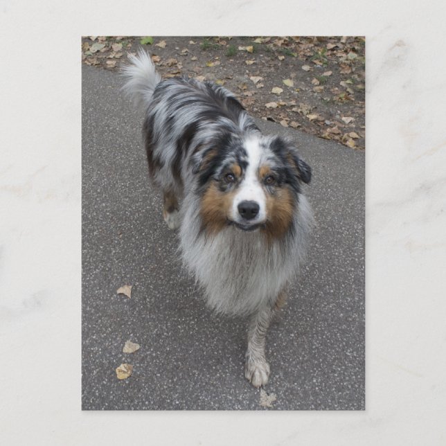 Cartão Postal Belo Aussie multicolor (Frente)