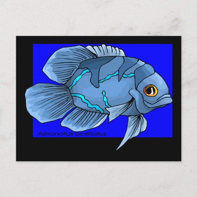 Cartão Postal Belo Azul Tropical Oscar Fish (Frente)