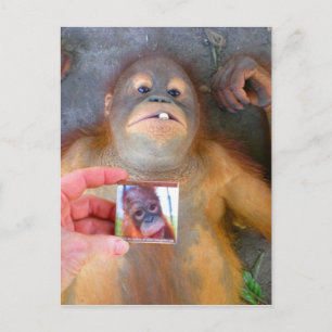 Cartão Postal Belo Bebê Zazzle Fan