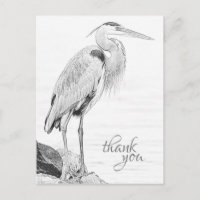 Belo Blue Heron Water Bird Sketch Obrigado