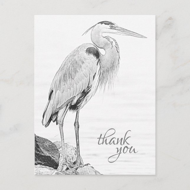 Cartão Postal Belo Blue Heron Water Bird Sketch Obrigado (Frente)