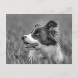 Cartão Postal Belo Cachorro Collie