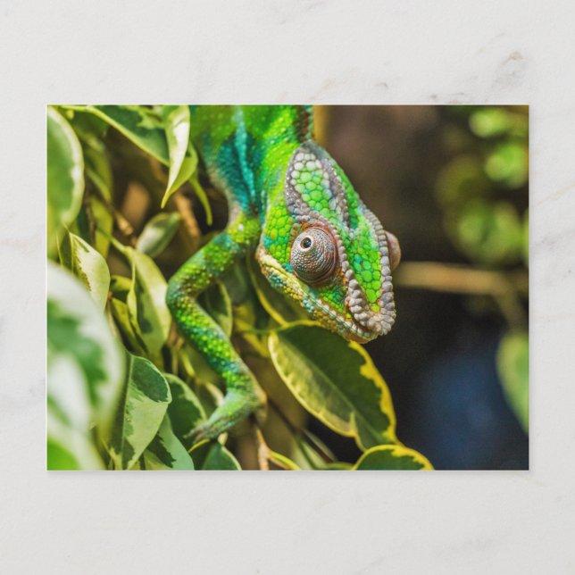 Cartão Postal Belo camaleão verde (Frente)