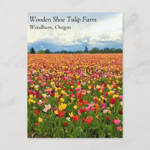 Cartão Postal Belo Campo de Tulipas, Cartão-postal Oregon