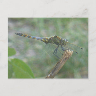 Cartão Postal Belo Cartão-postal Big Blue Yellow Dragonfly DIY