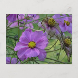 Cartão Postal Belo Cartão-postal das flores de Cosmea