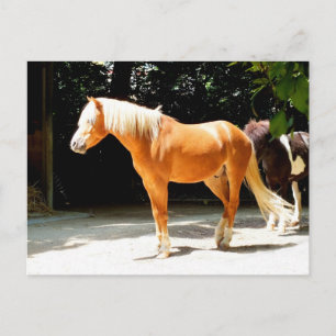 Cartão Postal Belo cavalo