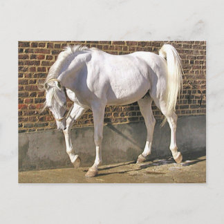 Cartão Postal Belo Cavalo Árabe Branco